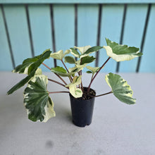Load image into Gallery viewer, #107 Farfugium Japonicum 'Argenteum'