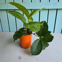 Load image into Gallery viewer, #H48 Medinilla Scortechinii
