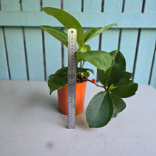 Load image into Gallery viewer, #H48 Medinilla Scortechinii