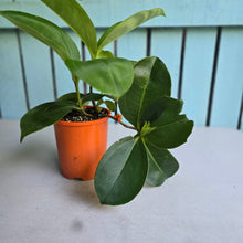 Load image into Gallery viewer, #H48 Medinilla Scortechinii