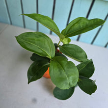 Load image into Gallery viewer, #H48 Medinilla Scortechinii