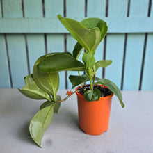 Load image into Gallery viewer, #H48 Medinilla Scortechinii