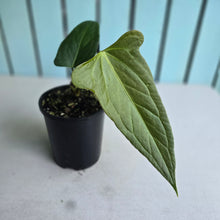 Load image into Gallery viewer, #H104 Anthurium Truncicola x Forgetii