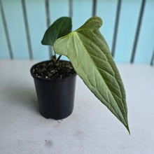 Load image into Gallery viewer, #H104 Anthurium Truncicola x Forgetii