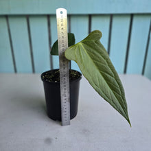 Load image into Gallery viewer, #H104 Anthurium Truncicola x Forgetii