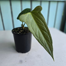 Load image into Gallery viewer, #H104 Anthurium Truncicola x Forgetii