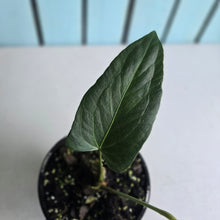 Load image into Gallery viewer, #H104 Anthurium Truncicola x Forgetii