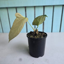 Load image into Gallery viewer, #H104 Anthurium Truncicola x Forgetii