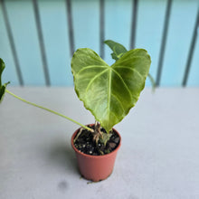 Load image into Gallery viewer, #H341 Frilly Anthurium Macrolobium x