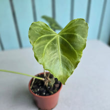 Load image into Gallery viewer, #H341 Frilly Anthurium Macrolobium x