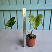 Load image into Gallery viewer, #H341 Frilly Anthurium Macrolobium x