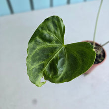 Load image into Gallery viewer, #H341 Frilly Anthurium Macrolobium x