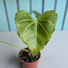 Load image into Gallery viewer, #H341 Frilly Anthurium Macrolobium x