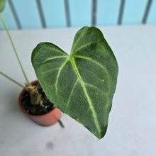 Load image into Gallery viewer, #H341 Frilly Anthurium Macrolobium x