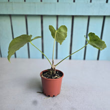 Load image into Gallery viewer, #H341 Frilly Anthurium Macrolobium x