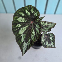 Load image into Gallery viewer, #78 Begonia Silver Legend