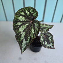 Load image into Gallery viewer, #78 Begonia Silver Legend