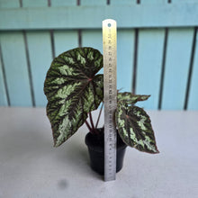 Load image into Gallery viewer, #78 Begonia Silver Legend
