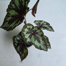 Load image into Gallery viewer, #78 Begonia Silver Legend