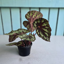 Load image into Gallery viewer, #78 Begonia Silver Legend