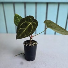 Load image into Gallery viewer, #P4 Anthurium Forgetii x