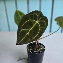 Load image into Gallery viewer, #P4 Anthurium Forgetii x
