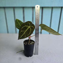 Load image into Gallery viewer, #P4 Anthurium Forgetii x