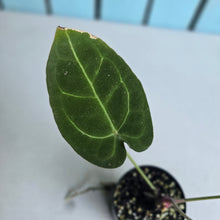 Load image into Gallery viewer, #P4 Anthurium Forgetii x