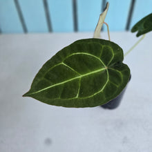 Load image into Gallery viewer, #P4 Anthurium Forgetii x