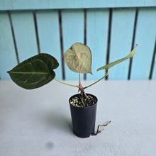 Load image into Gallery viewer, #P4 Anthurium Forgetii x