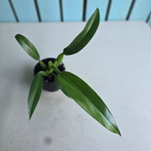 Load image into Gallery viewer, #57 Philodendron Martianum 'Fat Boy'