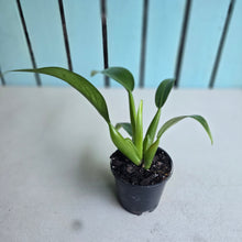 Load image into Gallery viewer, #57 Philodendron Martianum 'Fat Boy'