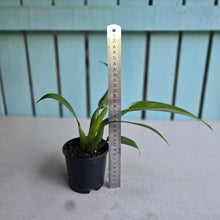 Load image into Gallery viewer, #57 Philodendron Martianum 'Fat Boy'