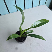 Load image into Gallery viewer, #57 Philodendron Martianum 'Fat Boy'