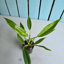 Load image into Gallery viewer, #J5 Philodendron Lemon Twist