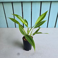 Load image into Gallery viewer, #J5 Philodendron Lemon Twist