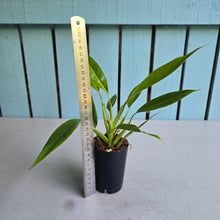 Load image into Gallery viewer, #J5 Philodendron Lemon Twist