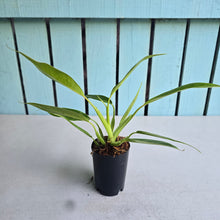 Load image into Gallery viewer, #J5 Philodendron Lemon Twist
