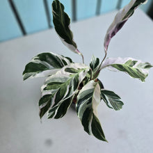 Load image into Gallery viewer, #CM3 Calathea White Fusion