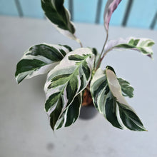 Load image into Gallery viewer, #CM3 Calathea White Fusion