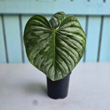 Load image into Gallery viewer, #J554 Philodendron Sodiroi