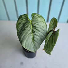Load image into Gallery viewer, #J554 Philodendron Sodiroi