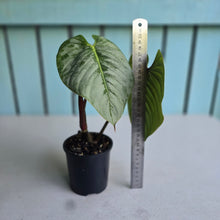 Load image into Gallery viewer, #J554 Philodendron Sodiroi