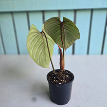 Load image into Gallery viewer, #J554 Philodendron Sodiroi