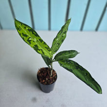 Load image into Gallery viewer, #H74 Aglaonema Pictum Tricolor 'Narrow Leaf'