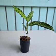 Load image into Gallery viewer, #H74 Aglaonema Pictum Tricolor 'Narrow Leaf'