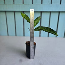 Load image into Gallery viewer, #H74 Aglaonema Pictum Tricolor 'Narrow Leaf'