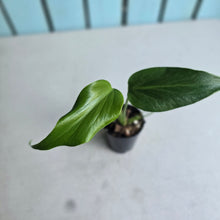 Load image into Gallery viewer, #W30 Monstera Burle Marx Flame