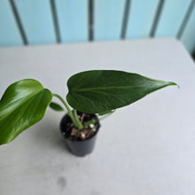 Load image into Gallery viewer, #W30 Monstera Burle Marx Flame