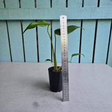 Load image into Gallery viewer, #W30 Monstera Burle Marx Flame